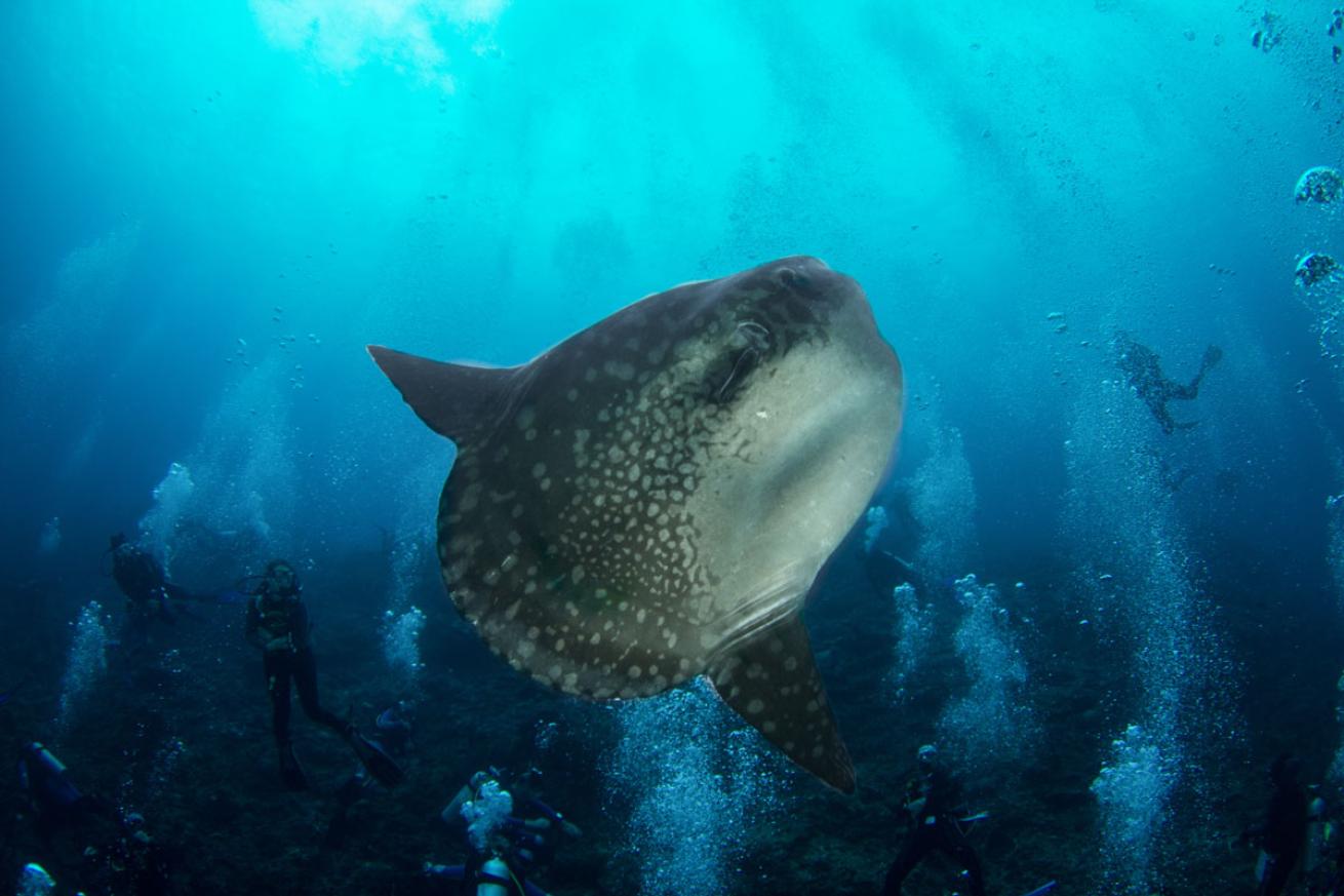 Mola Mola