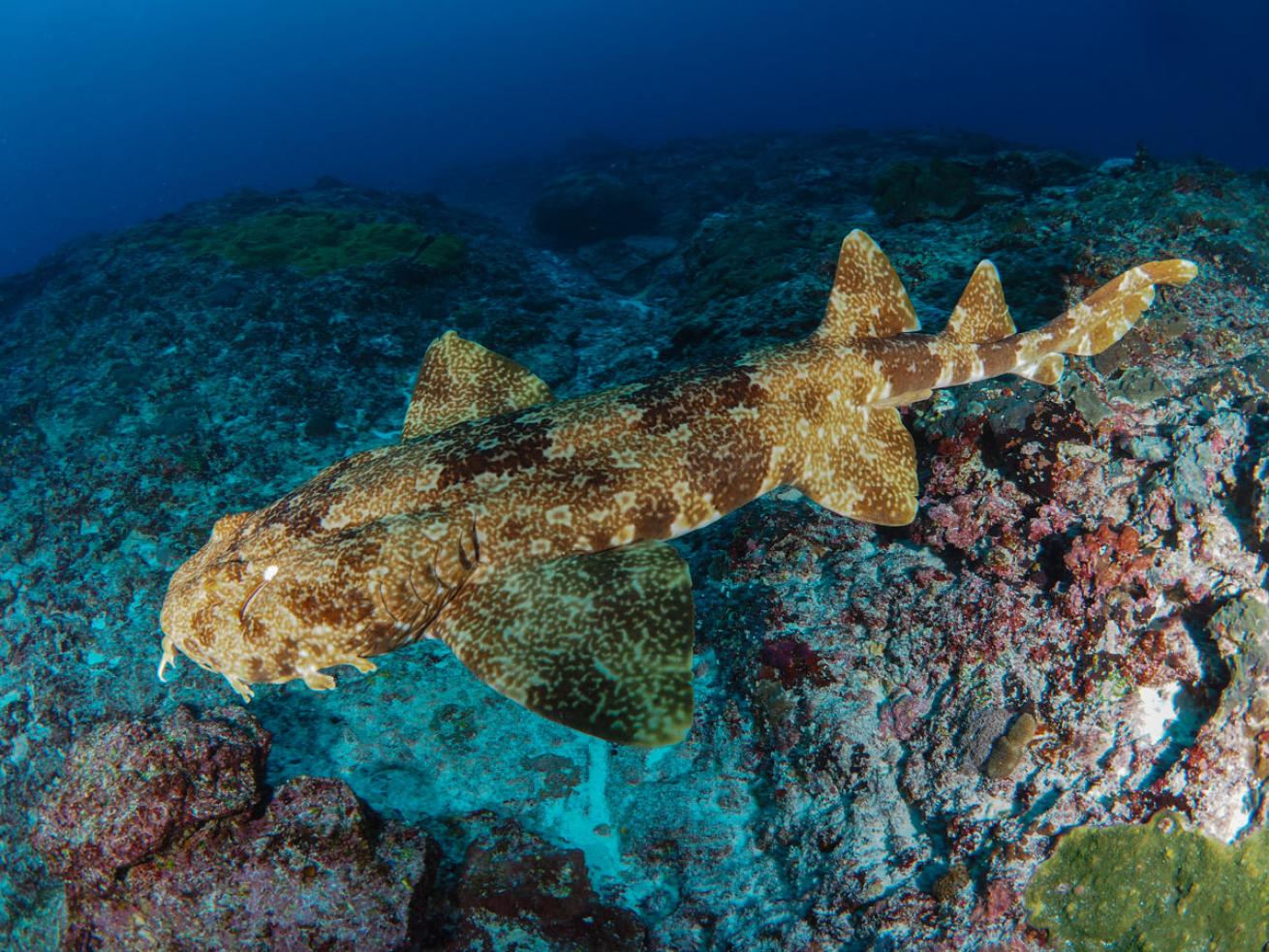 Wobbegong Shark
