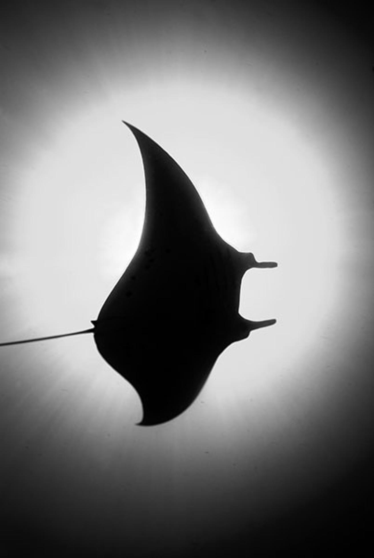 scuba diving german channel palau