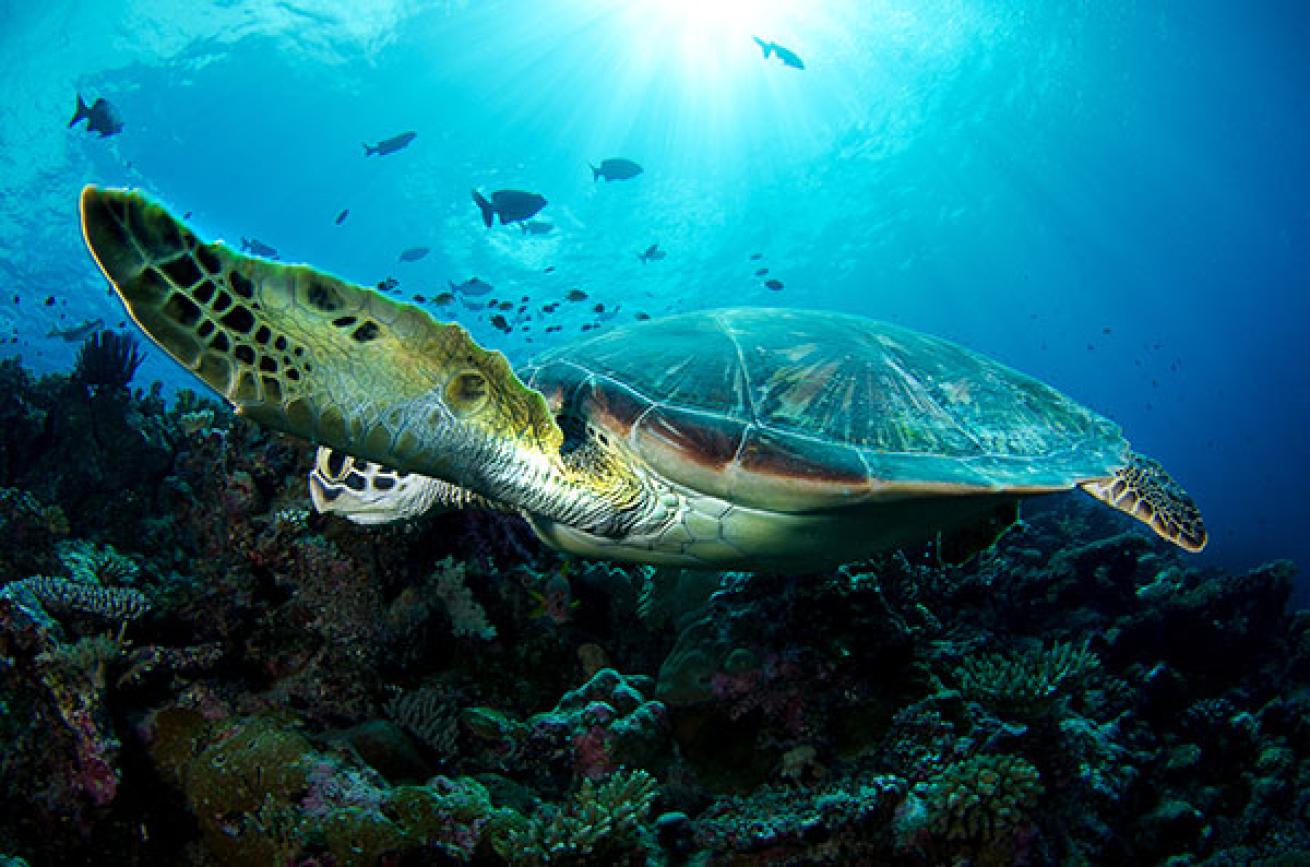 scuba diving blue corner palau