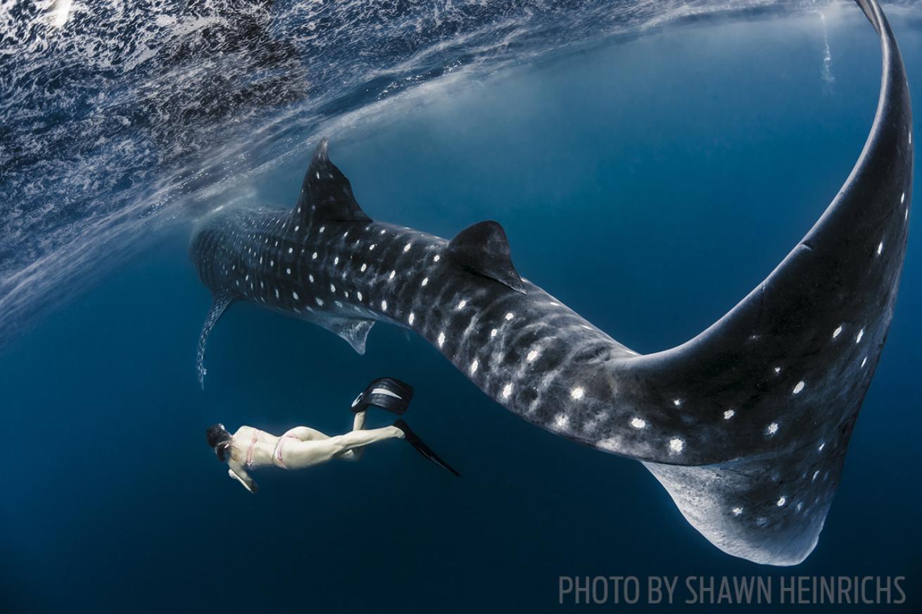 whale shark diving