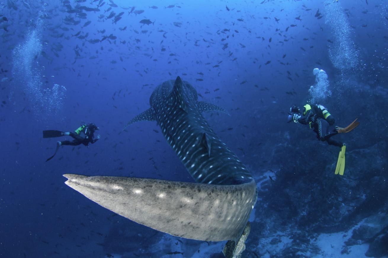whale shark and scuba divers