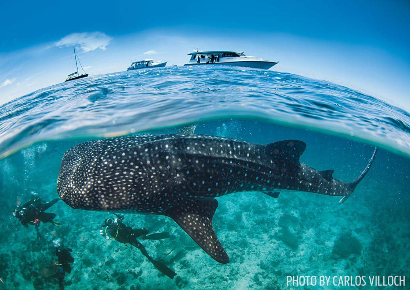 Whale shark maldives underwater