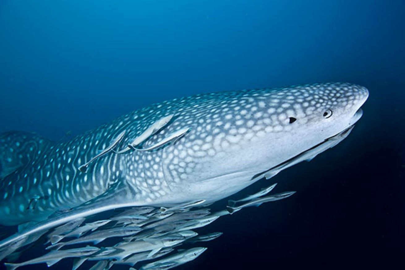 whale shark migration