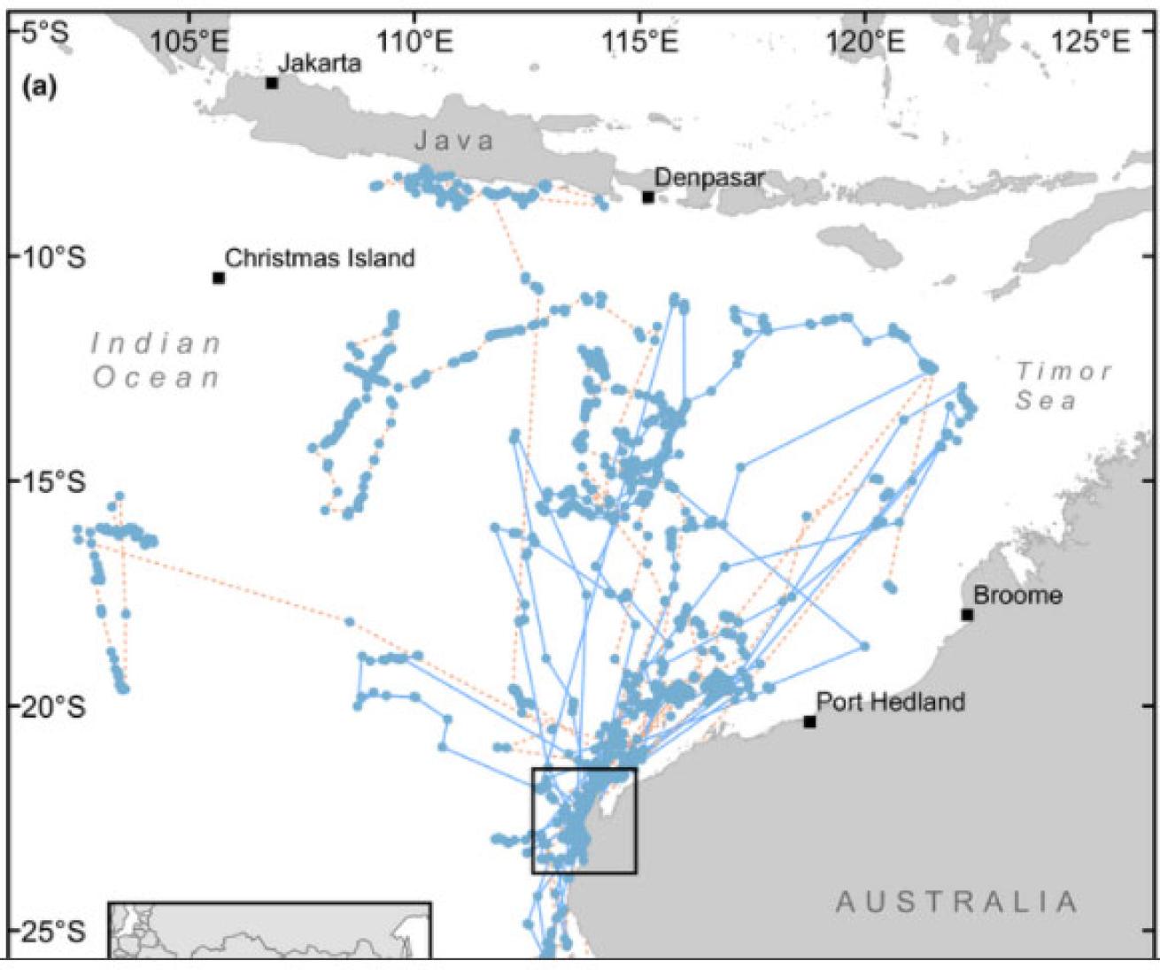 whale shark migration map