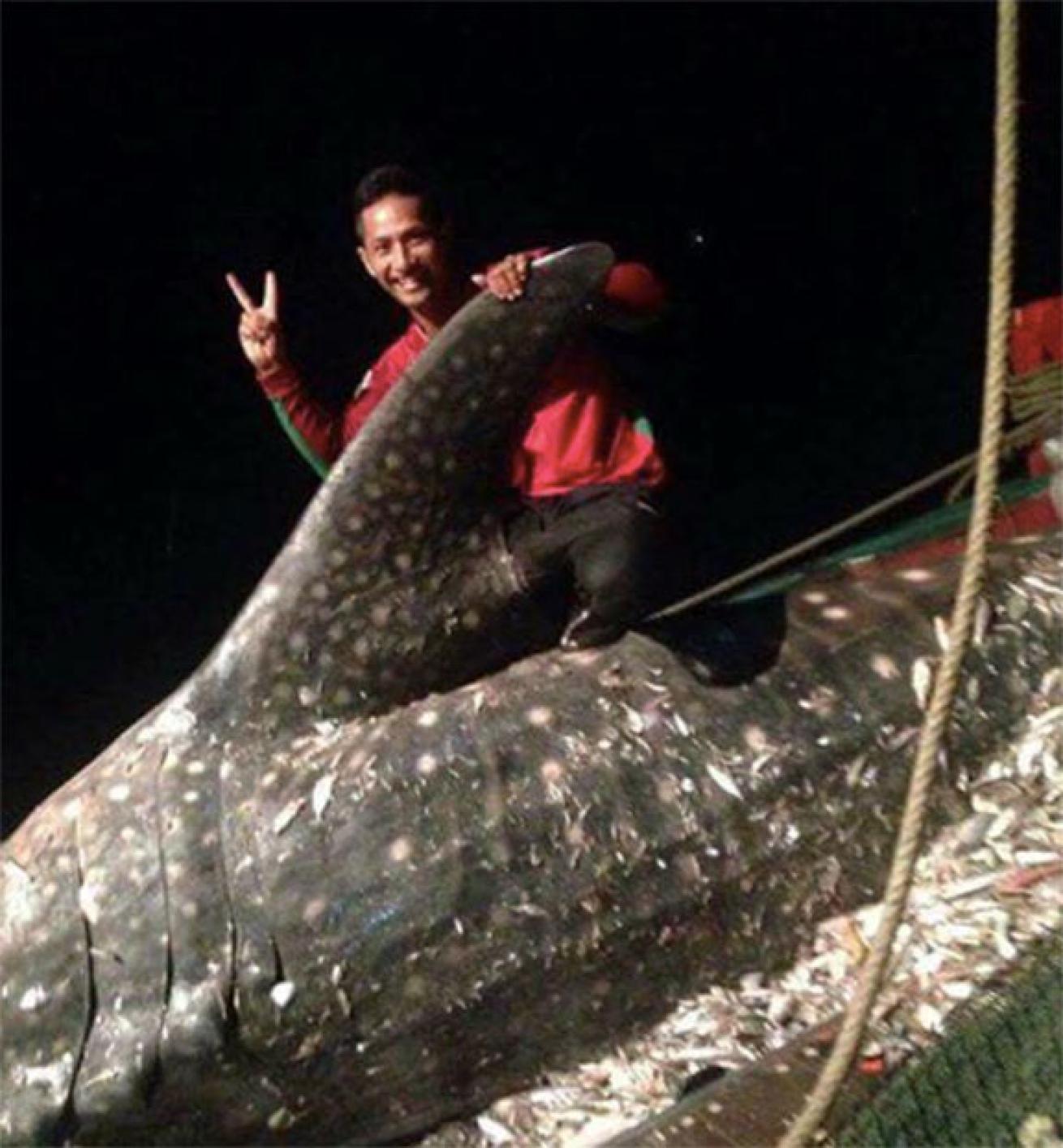 fisherman with whale shark