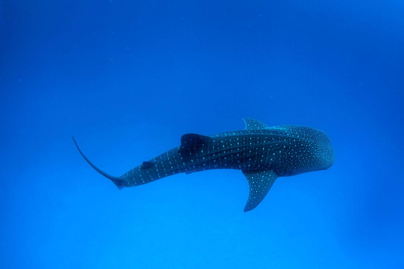 whale shark