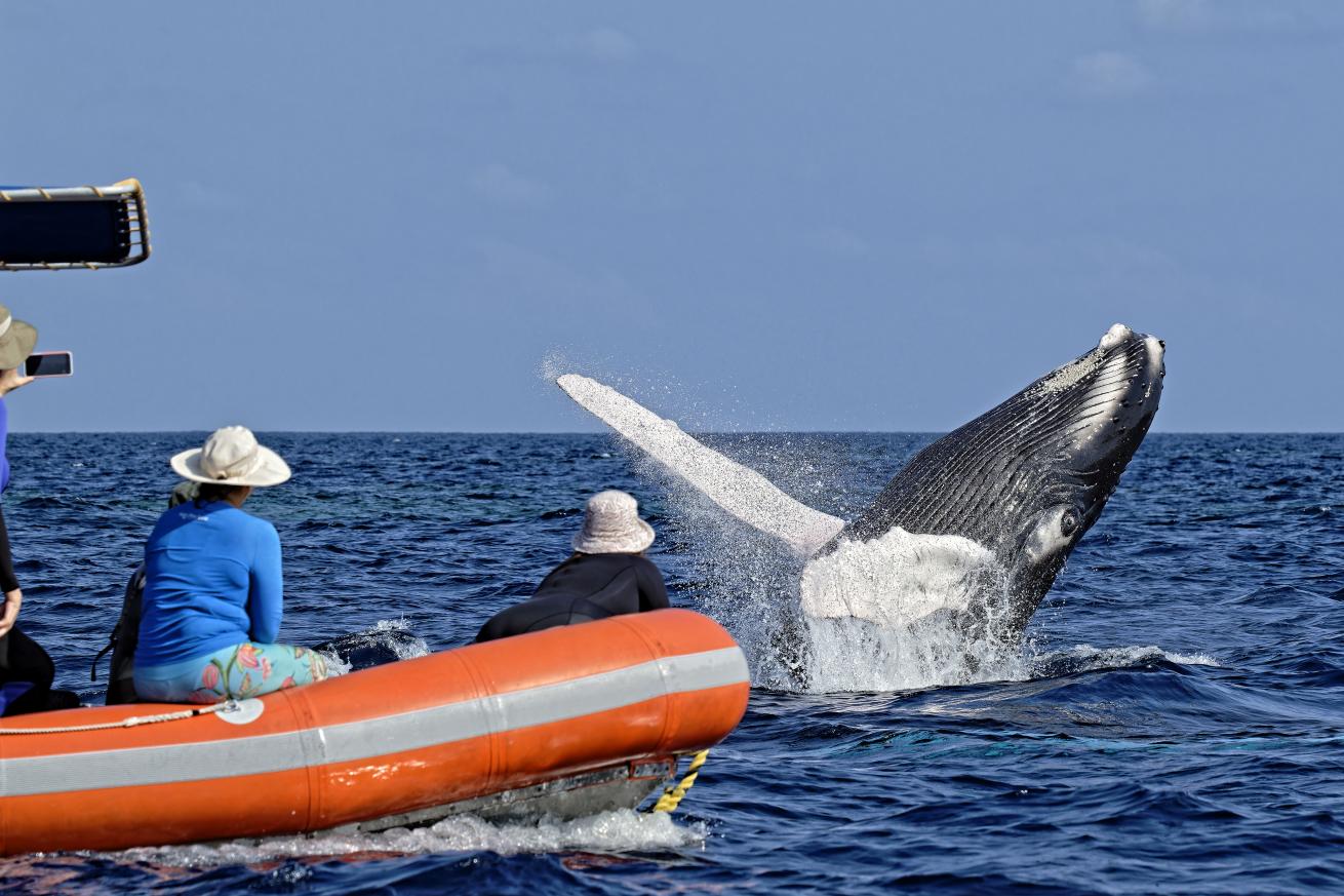 Lucky passengers on the author’s liveaboard trip witness a humpback calf breaching from a skiff at Silver Bank.