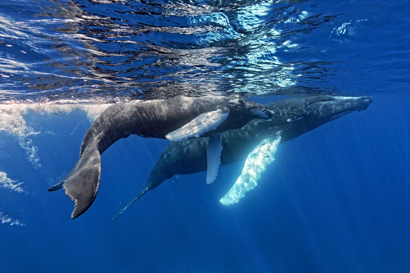A humpback mother and calf stick close to each other at Silver Bank. The calf will learn essential life skills during its stay in these protected waters.