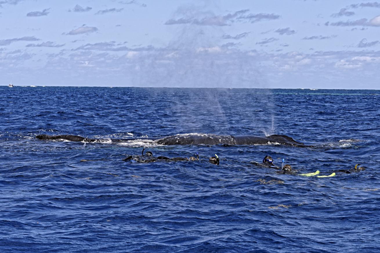 A group of Turks & Caicos Aggressor II guests snorkels with humpbacks at Silver Bank.