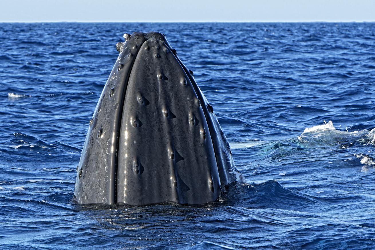 Whales lift their heads out of the water to observe their surroundings above the surface.