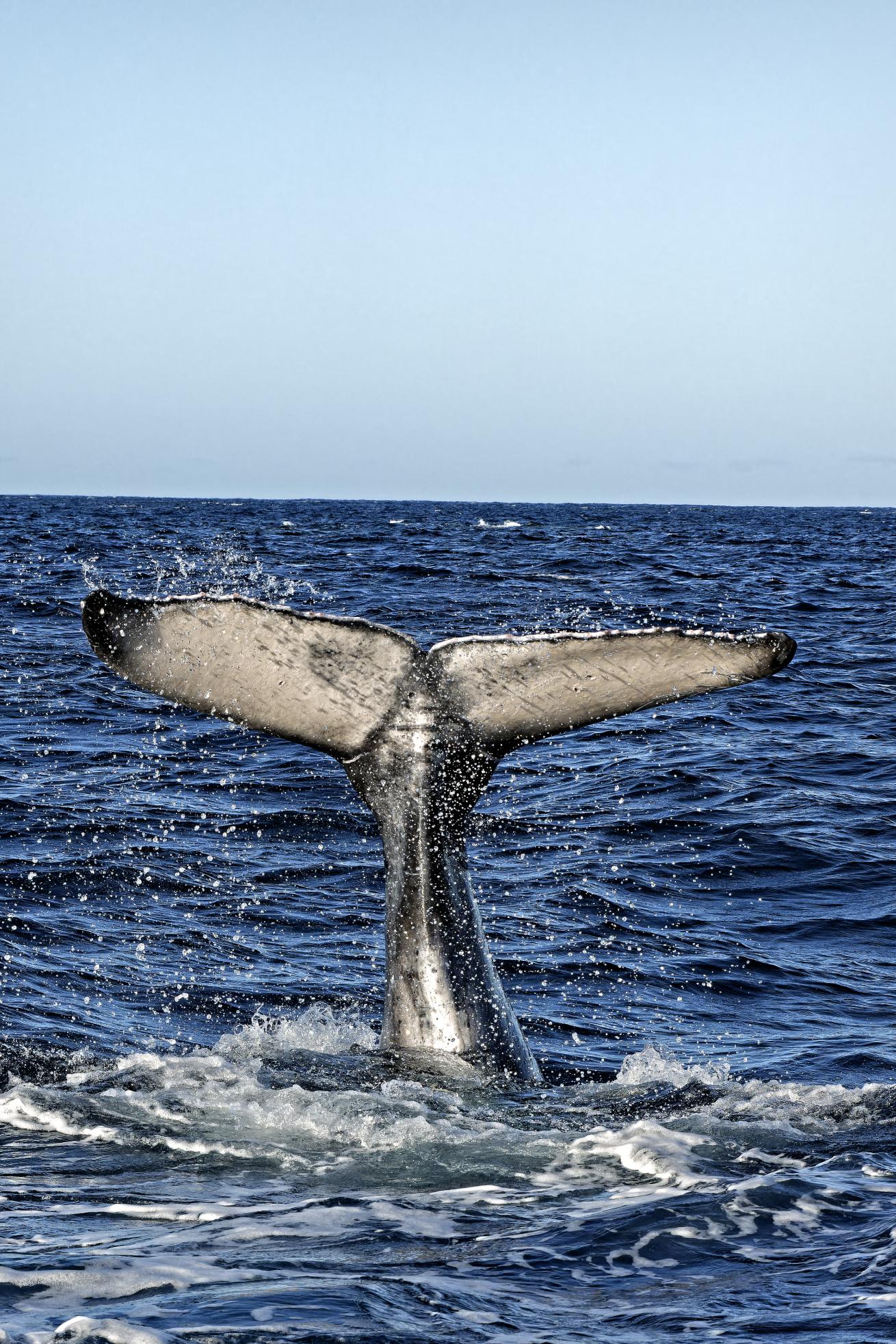 A whale performs a tail slap at the water’s surface.