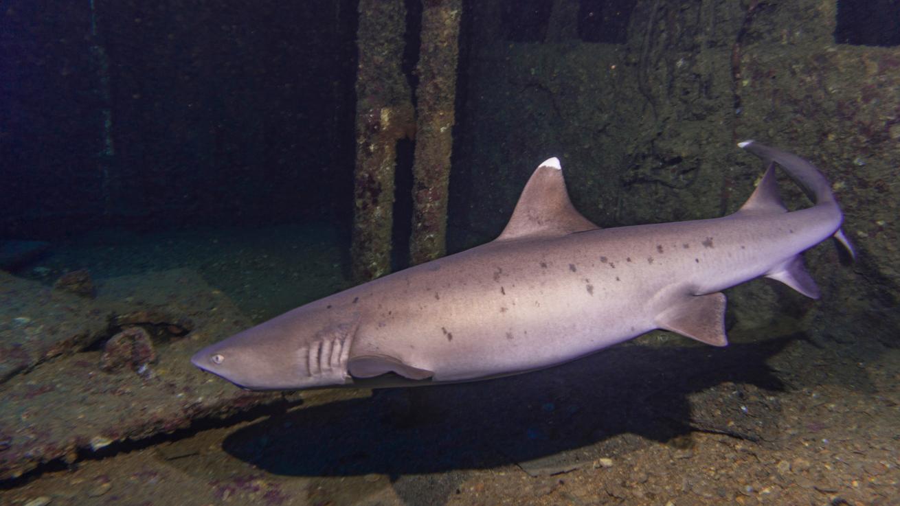 white tip reef shark