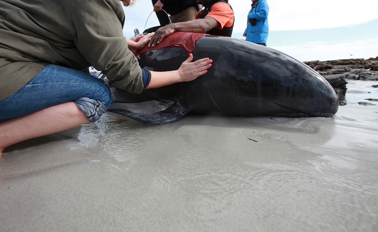 Volunteers tend to a stranded pilot whale