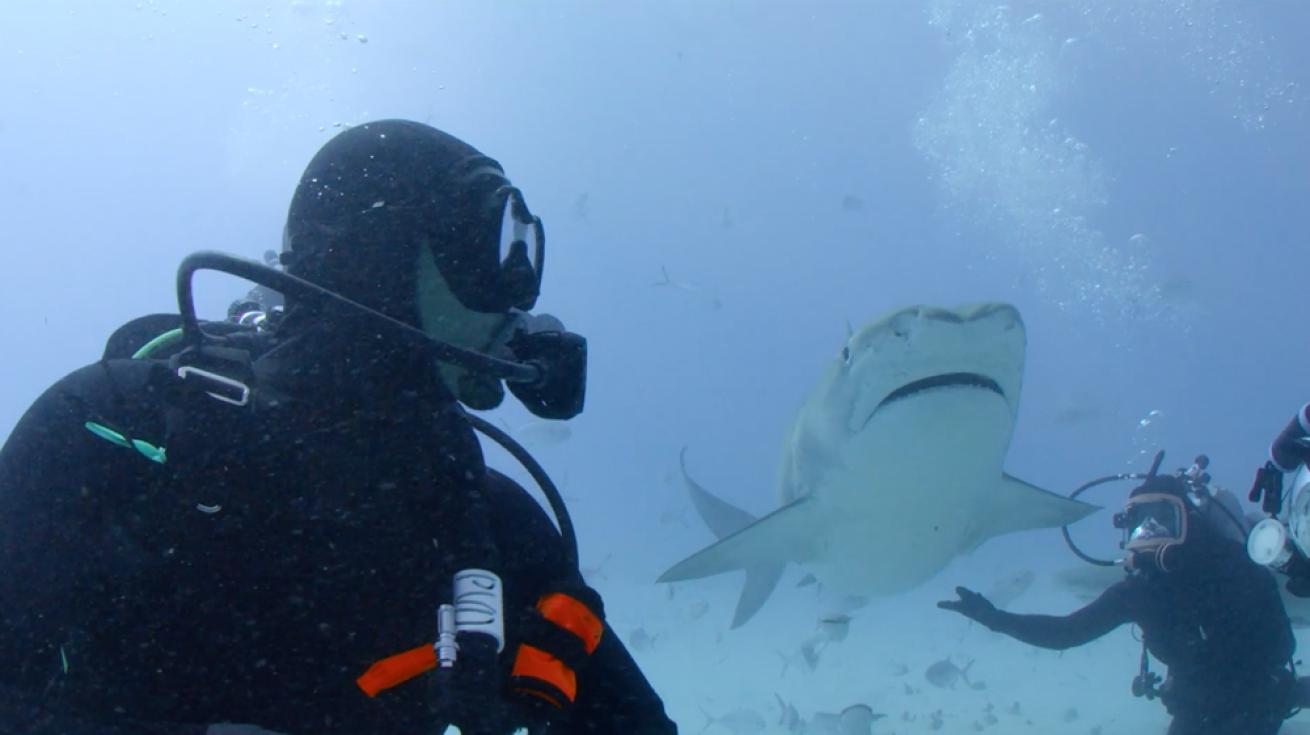 Will Smith Meets Tiger Shark