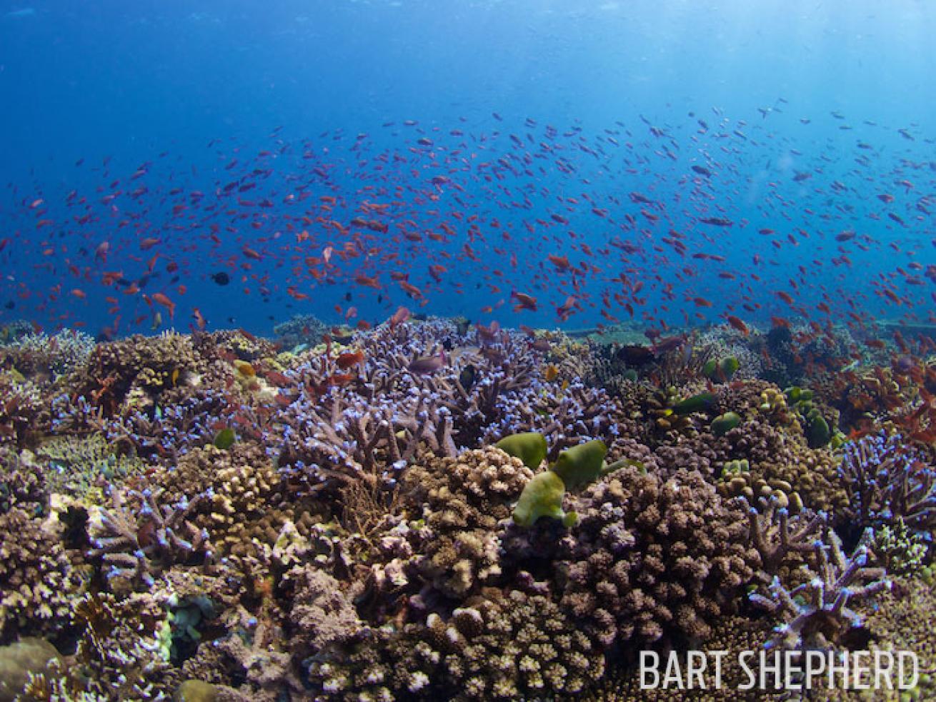 Underwater photography coral reef verde island