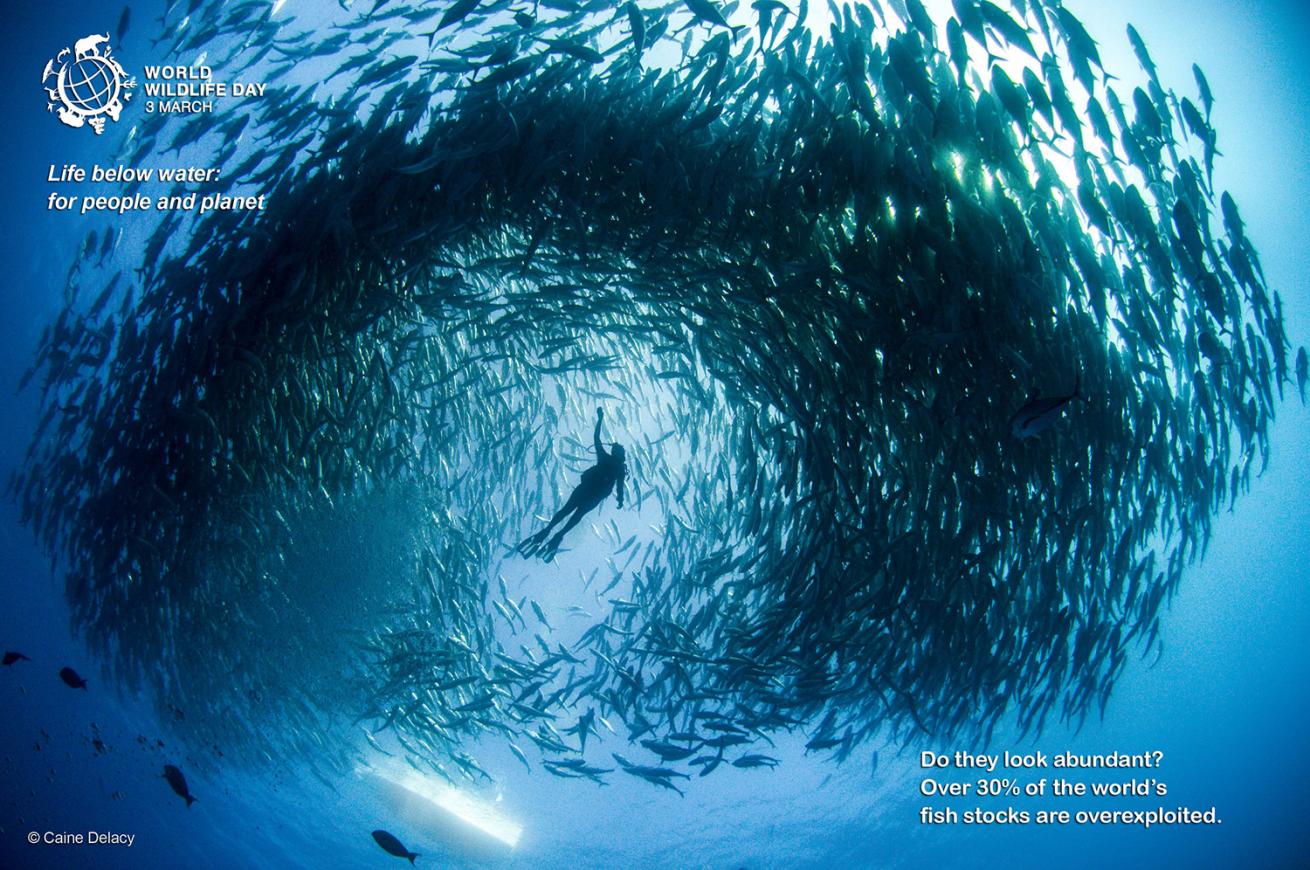Life Below Water: for people and planet