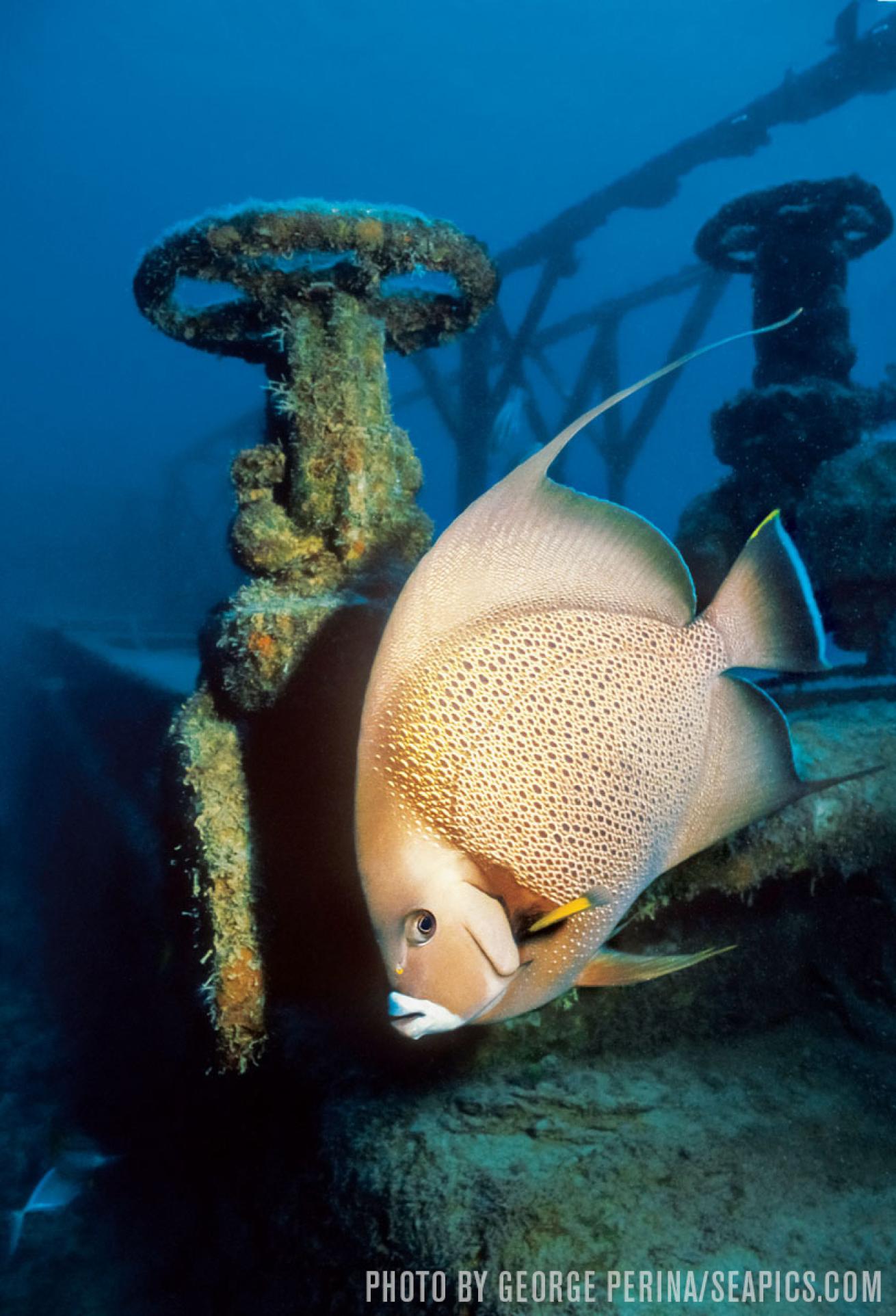 Scuba Diving wreck Roatan Prince Albert angelfish