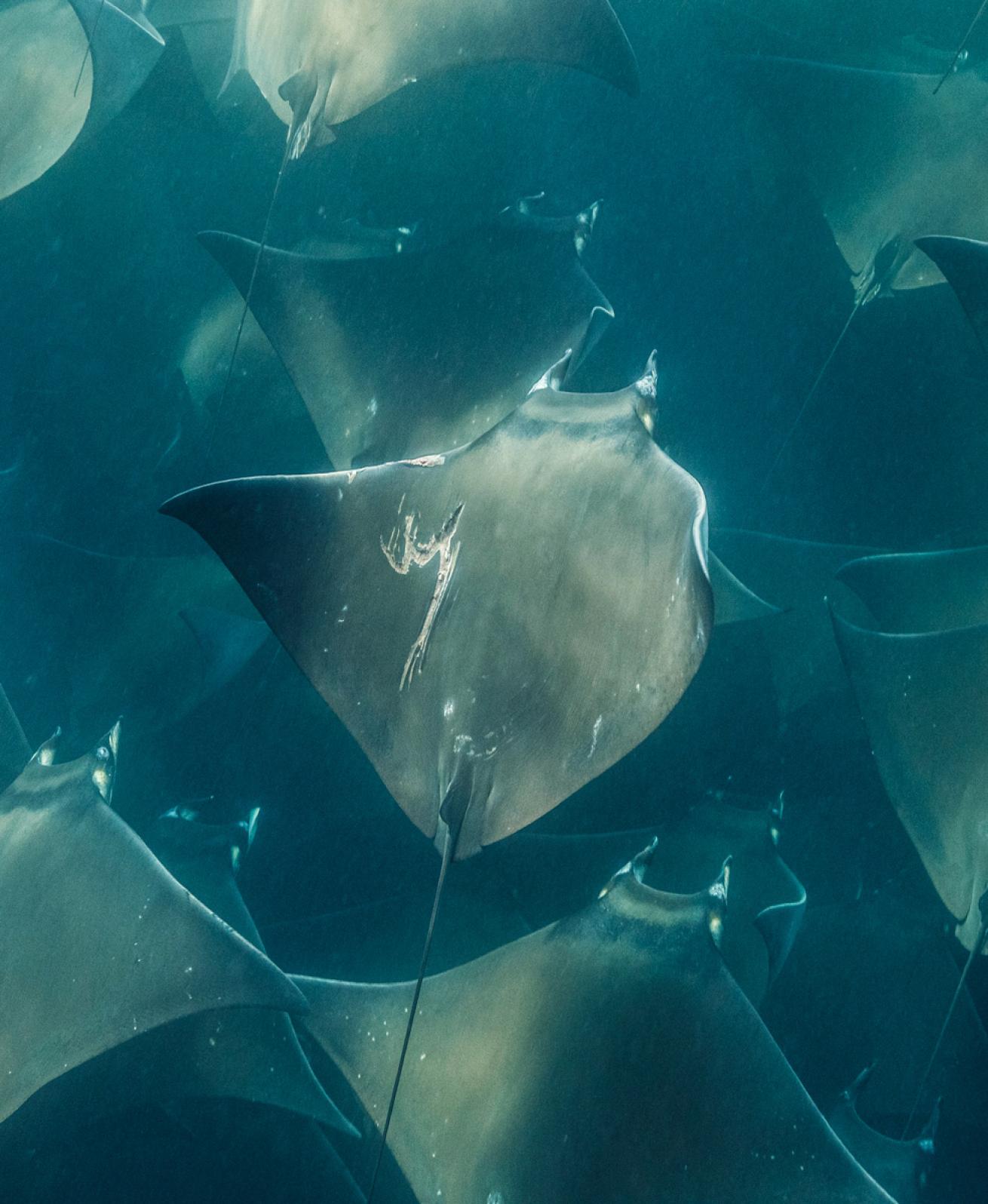 a mobula ray exhibits wounds likely acquired from an orca bite.
