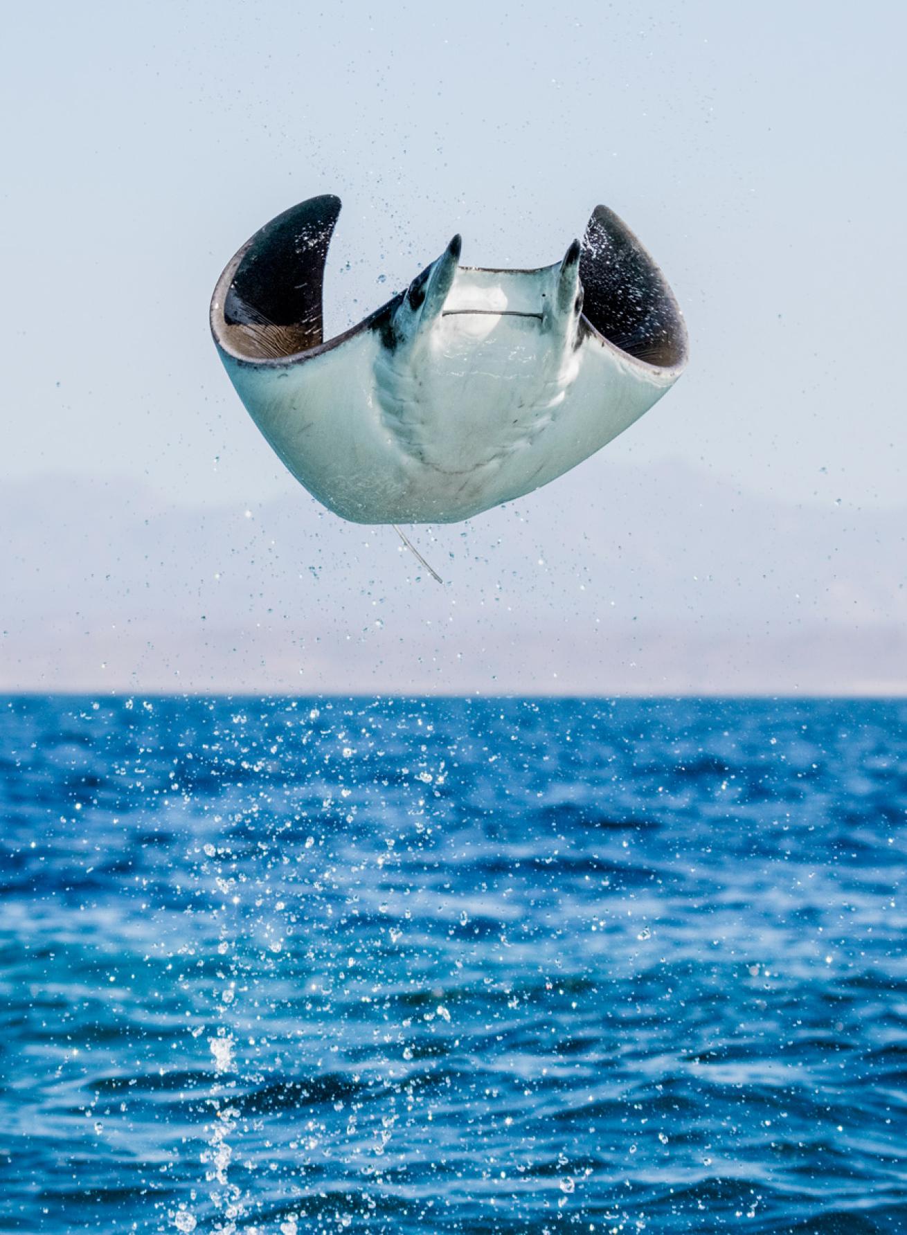 Mobula rays leap from the water, reaching heights of up to 10 feet. 