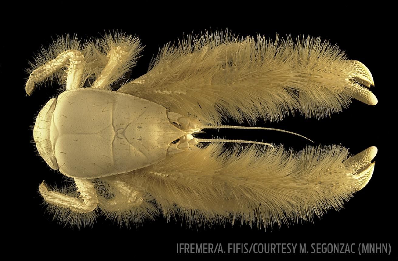 Yeti crab photo