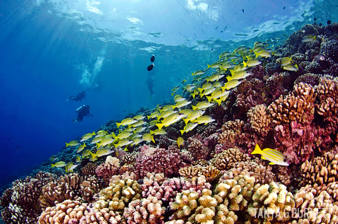 coral reef and tropical fish underwater photo Tahiti