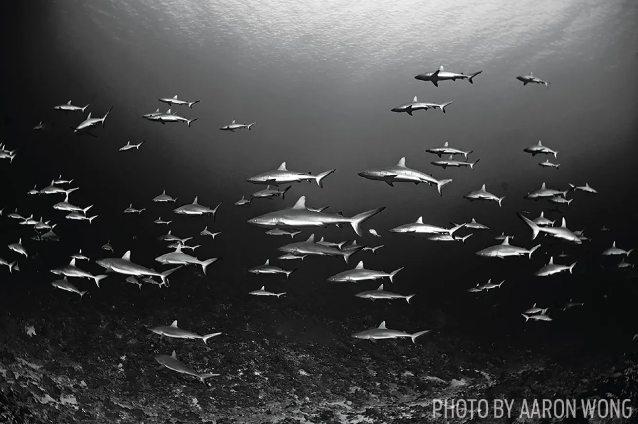 Wall of Sharks in French Polynesia