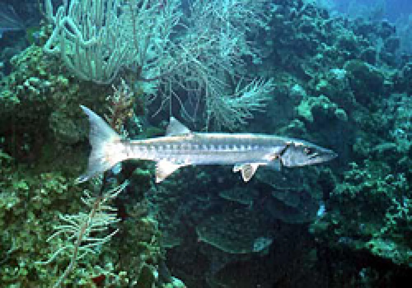 Barracuda