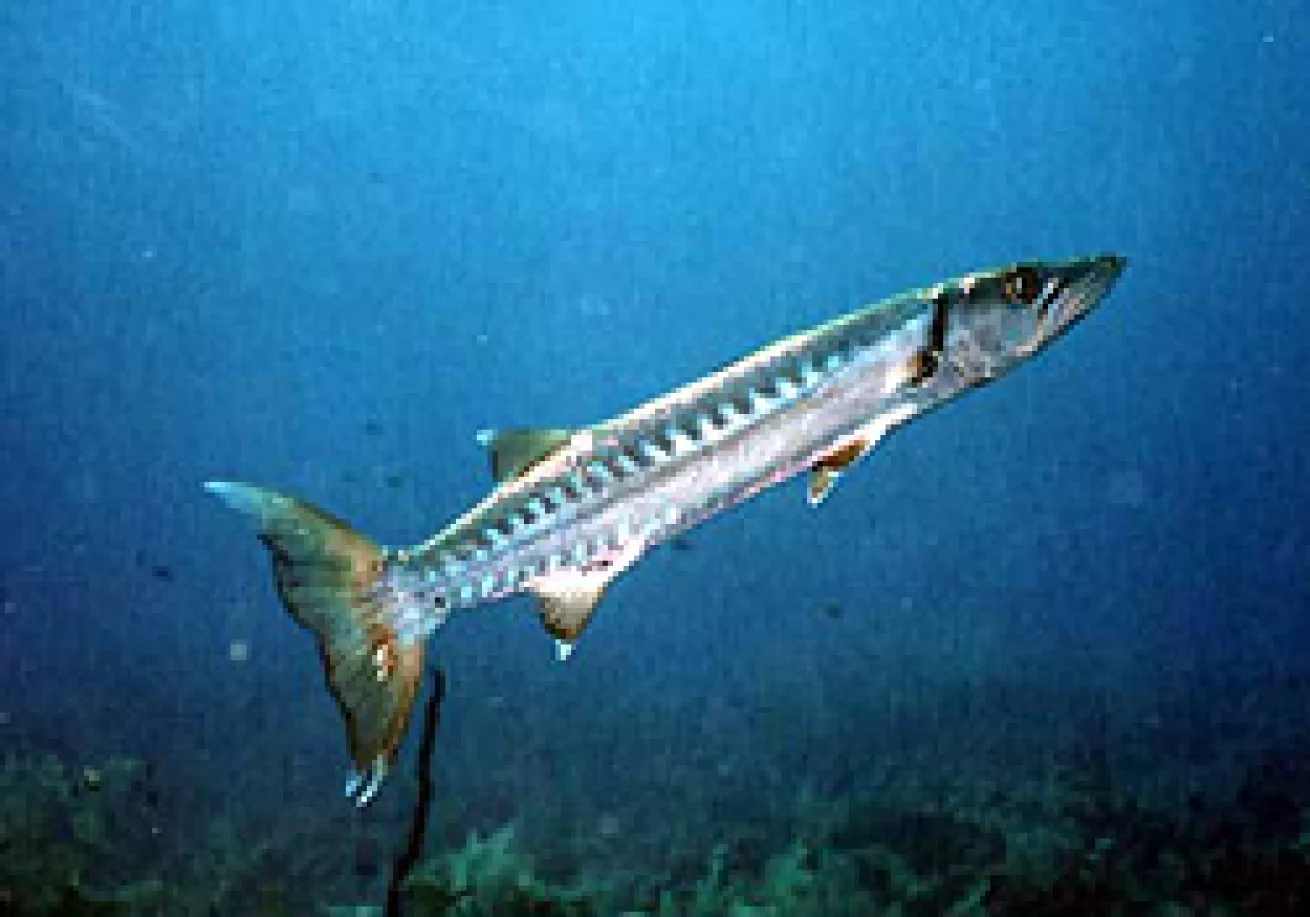 Barracuda