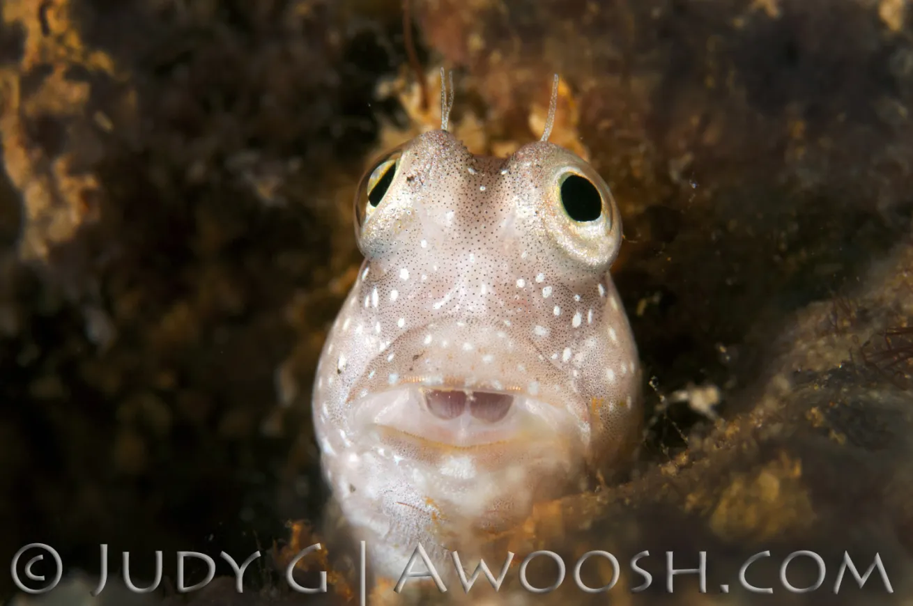 Blenny Underwater in Palau