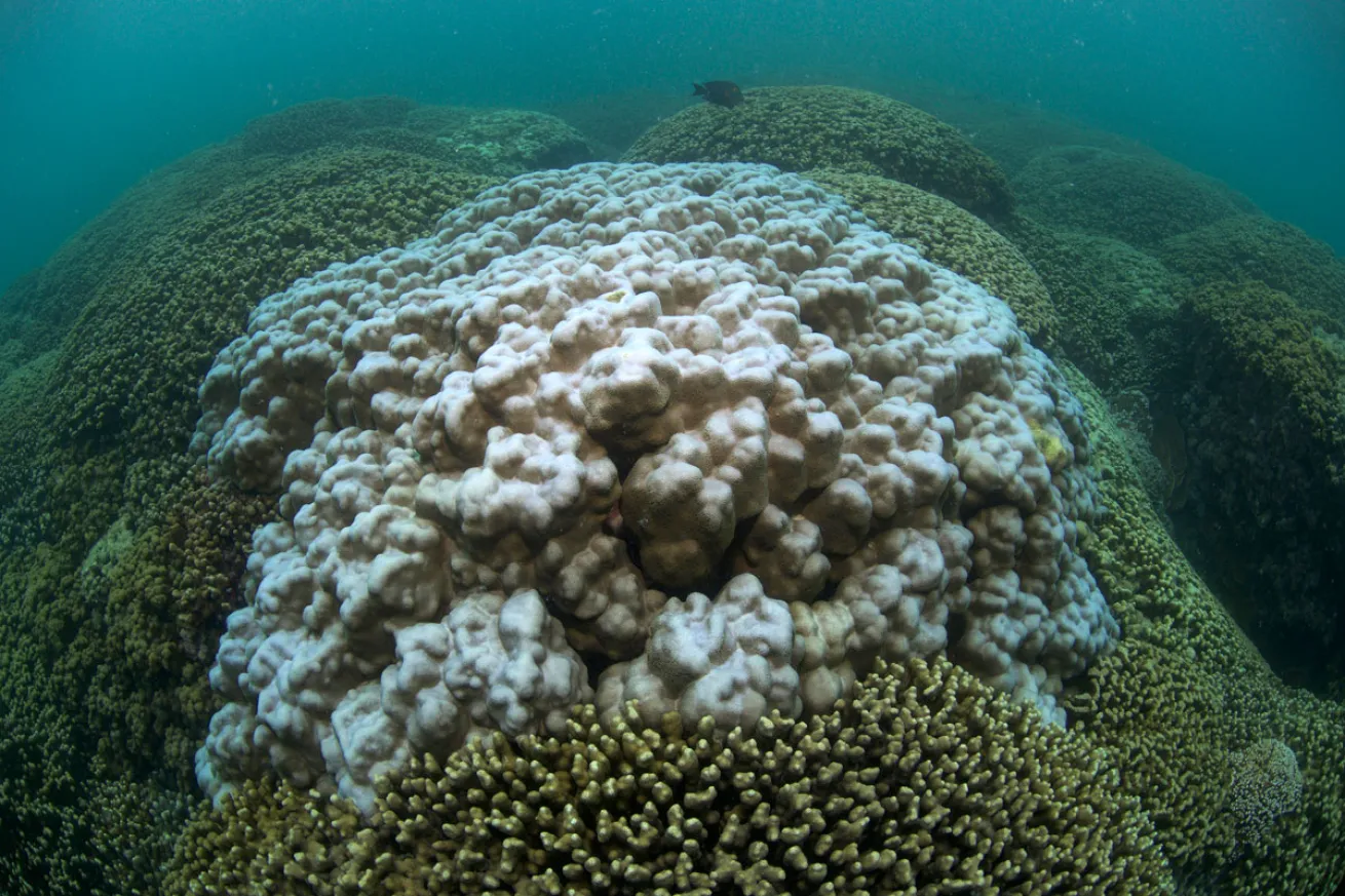 Early signs of coral bleaching in Kaneohe Bay, Hawaii - August 2015