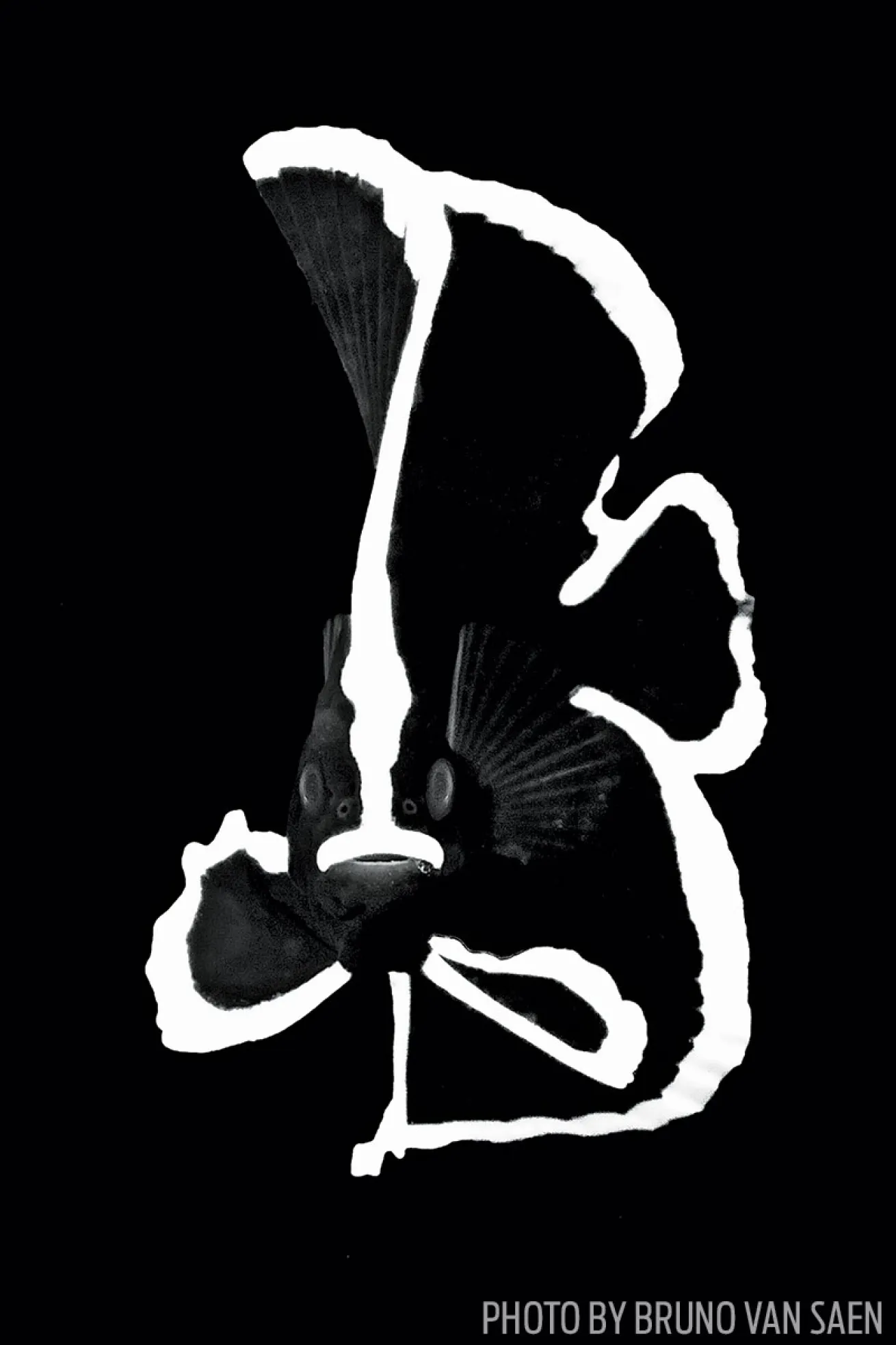Black and White Juvenile Batfish