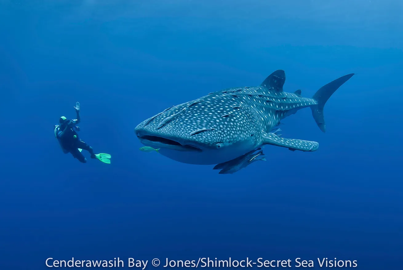 Whale shark Cenderwasih Bay