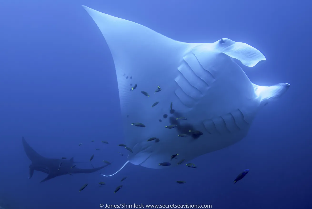 Manta ray in Bird's Head Seascape