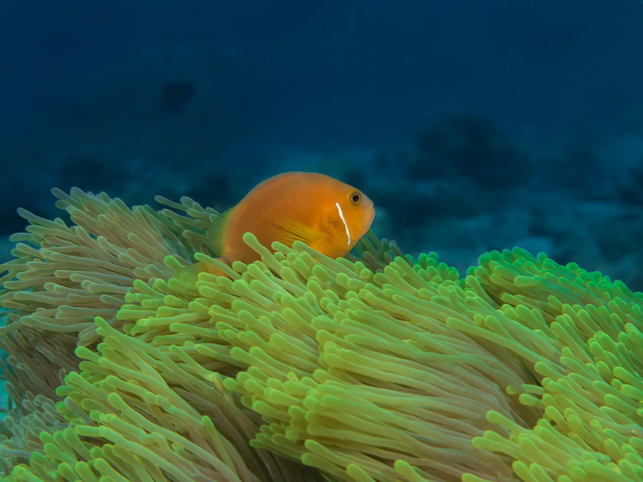 blackfooted clownfish