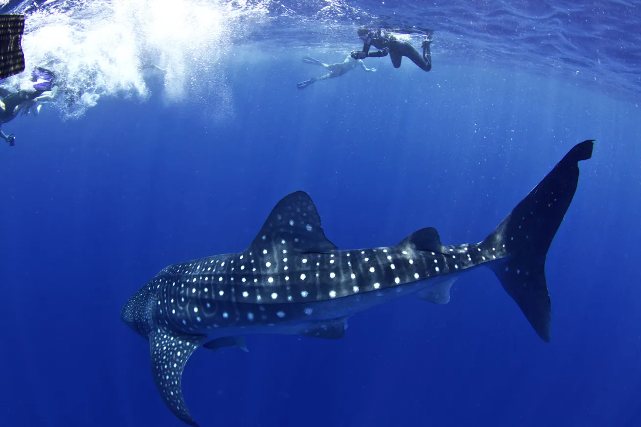 Snorkeler with Whale Shark Underwater Photo