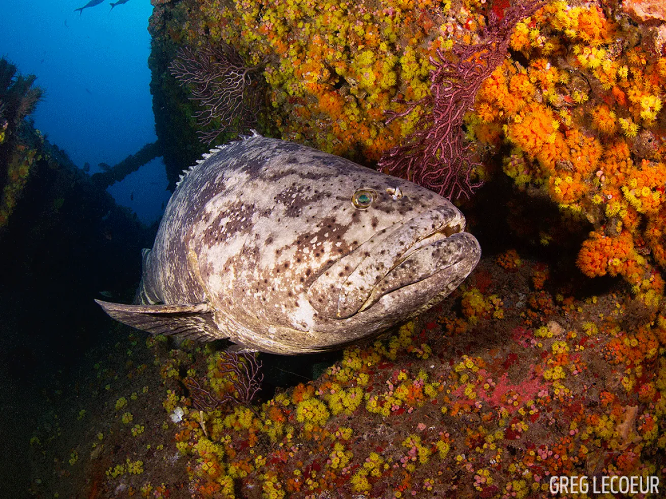 Grouper Underwater Photo Florida