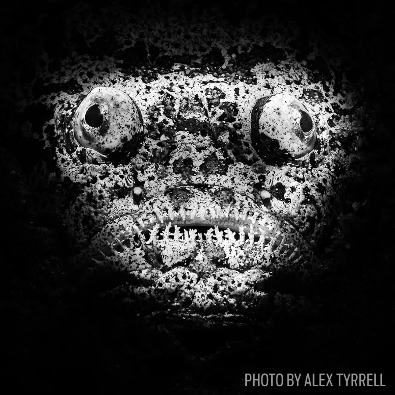 scuba diving nocturnal stargazer philippines photo underwater