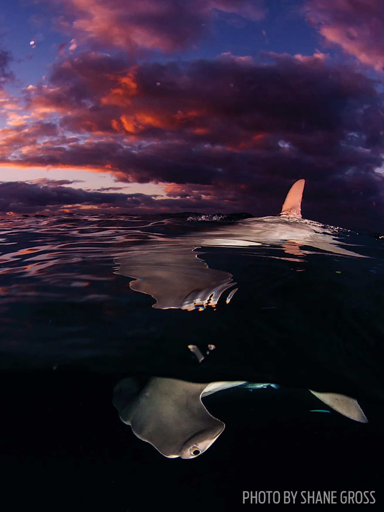 scuba diving hammerhead shark bahamas photo underwater