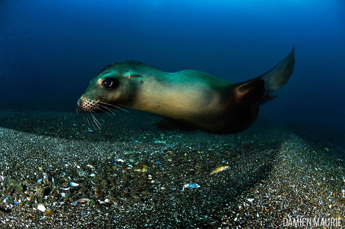 seal pup underwater photo San Clemente Island