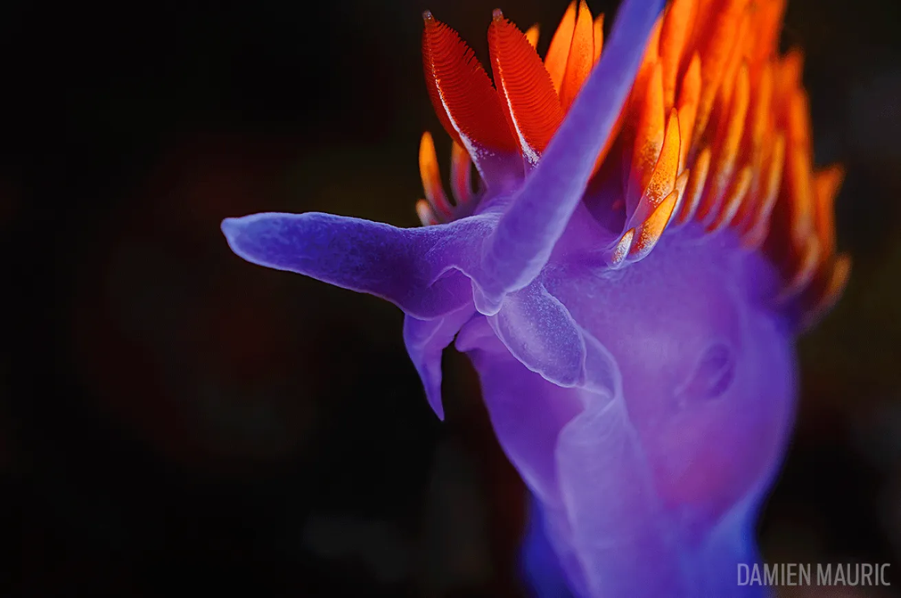 Spanish shawl nudibranch underwater photo San Clemente Island