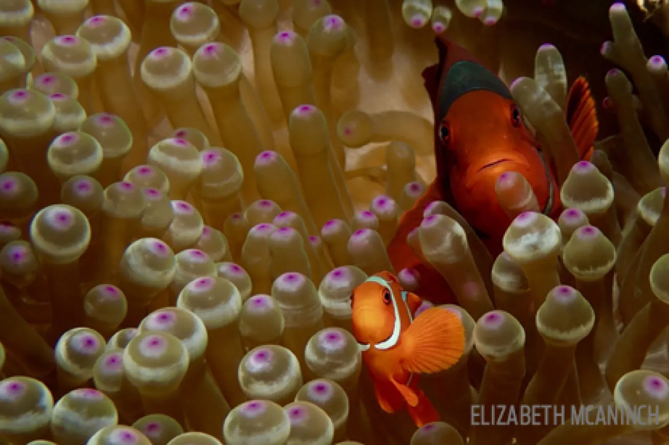 underwater photography anemone tentacles clownfish fins swim scuba diving