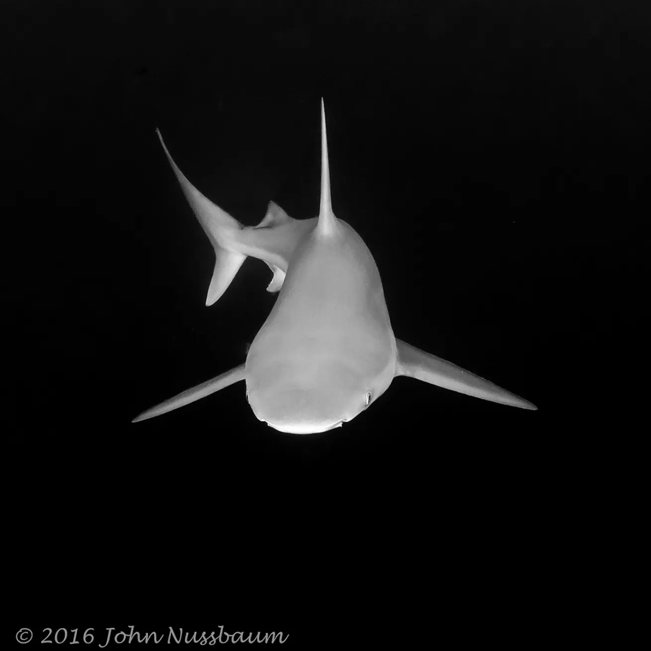 bull shark jupiter florida underwater photography scuba