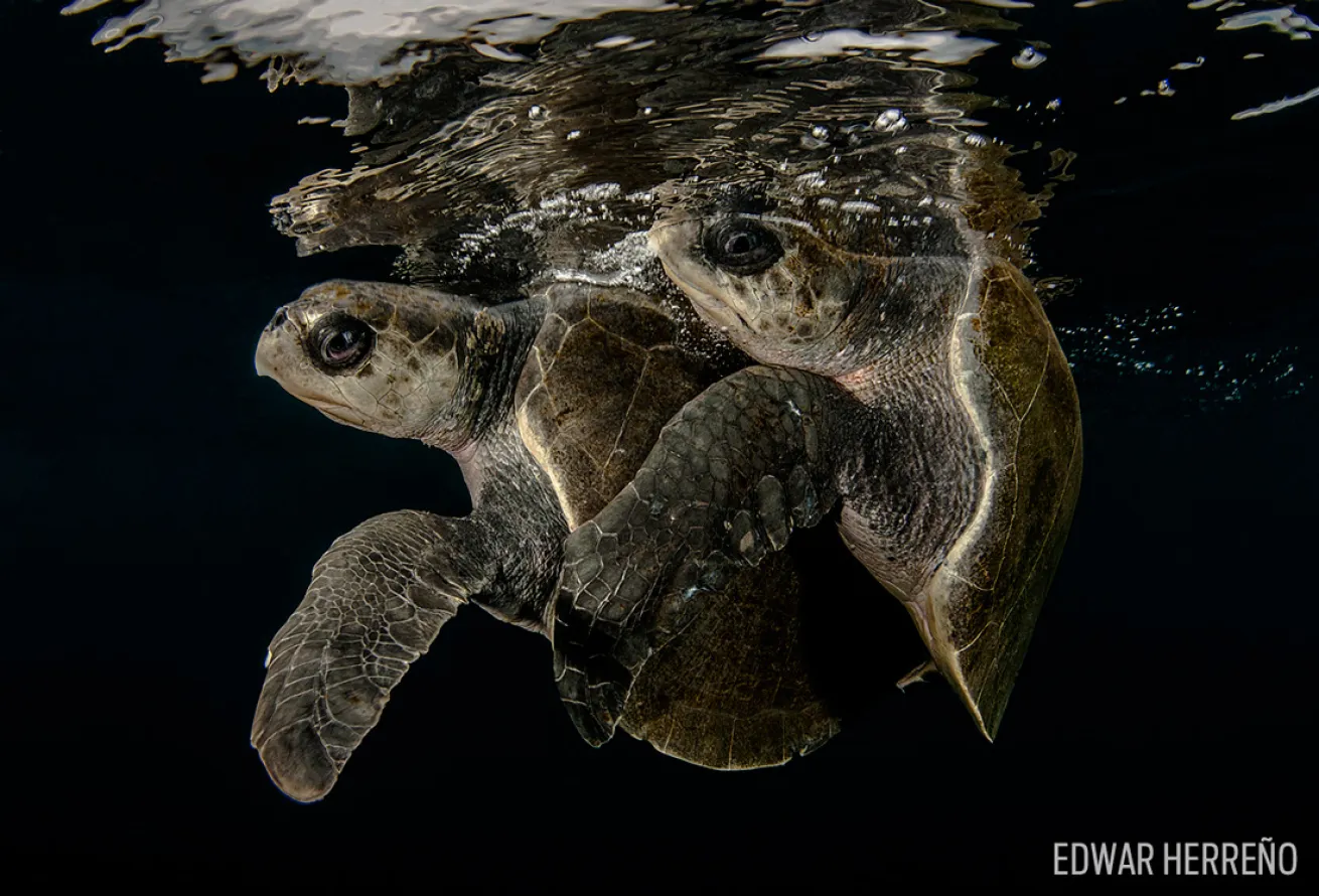 turtles mating underwater photography scuba costa rica olive ridley