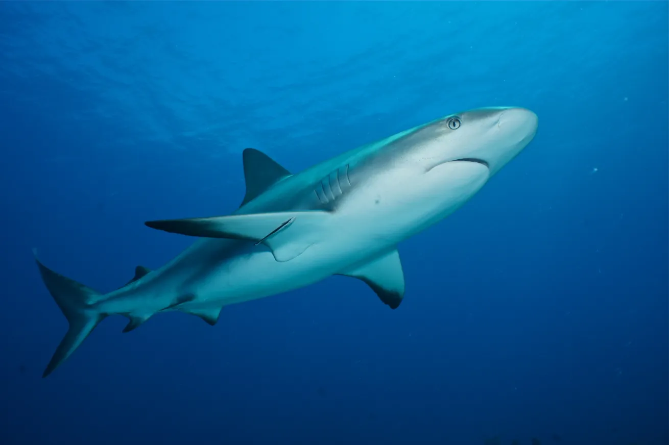 Caribbean Reef Shark Bahamas Underwater