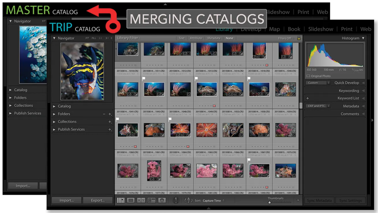 Lightroom Tips Merge Catalogs