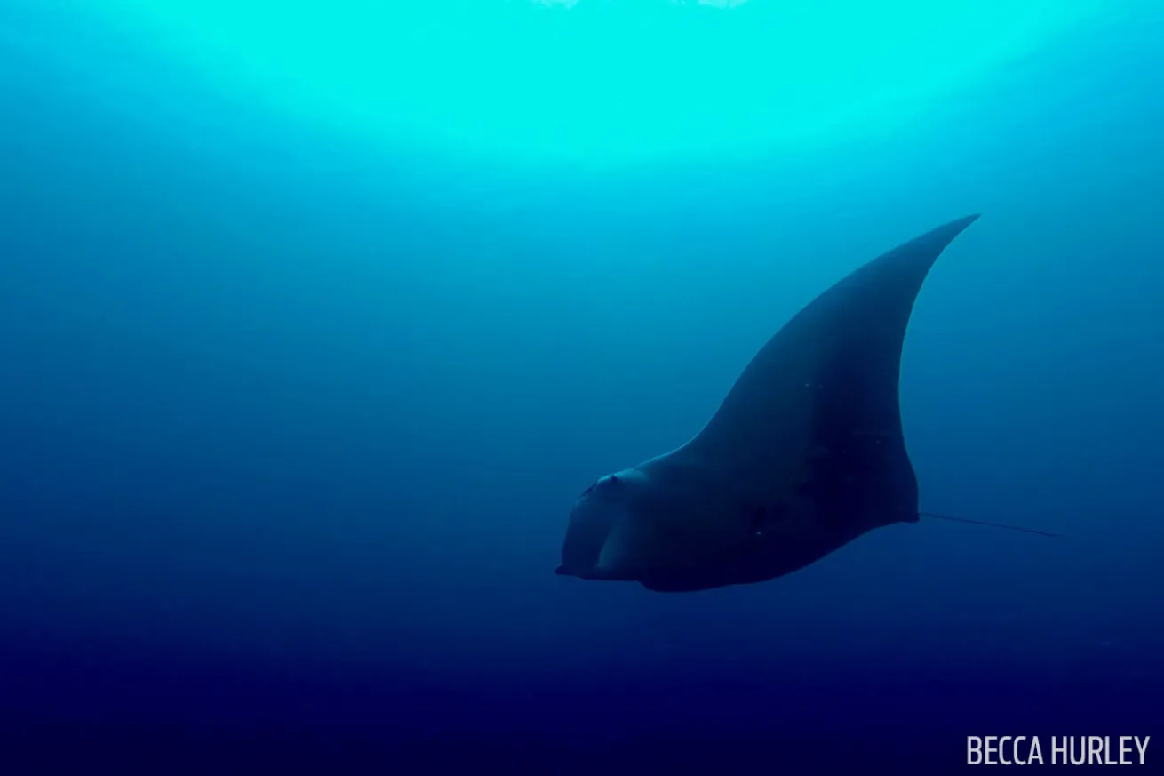 scuba diving with mantas in Raja Ampat, Indonesia