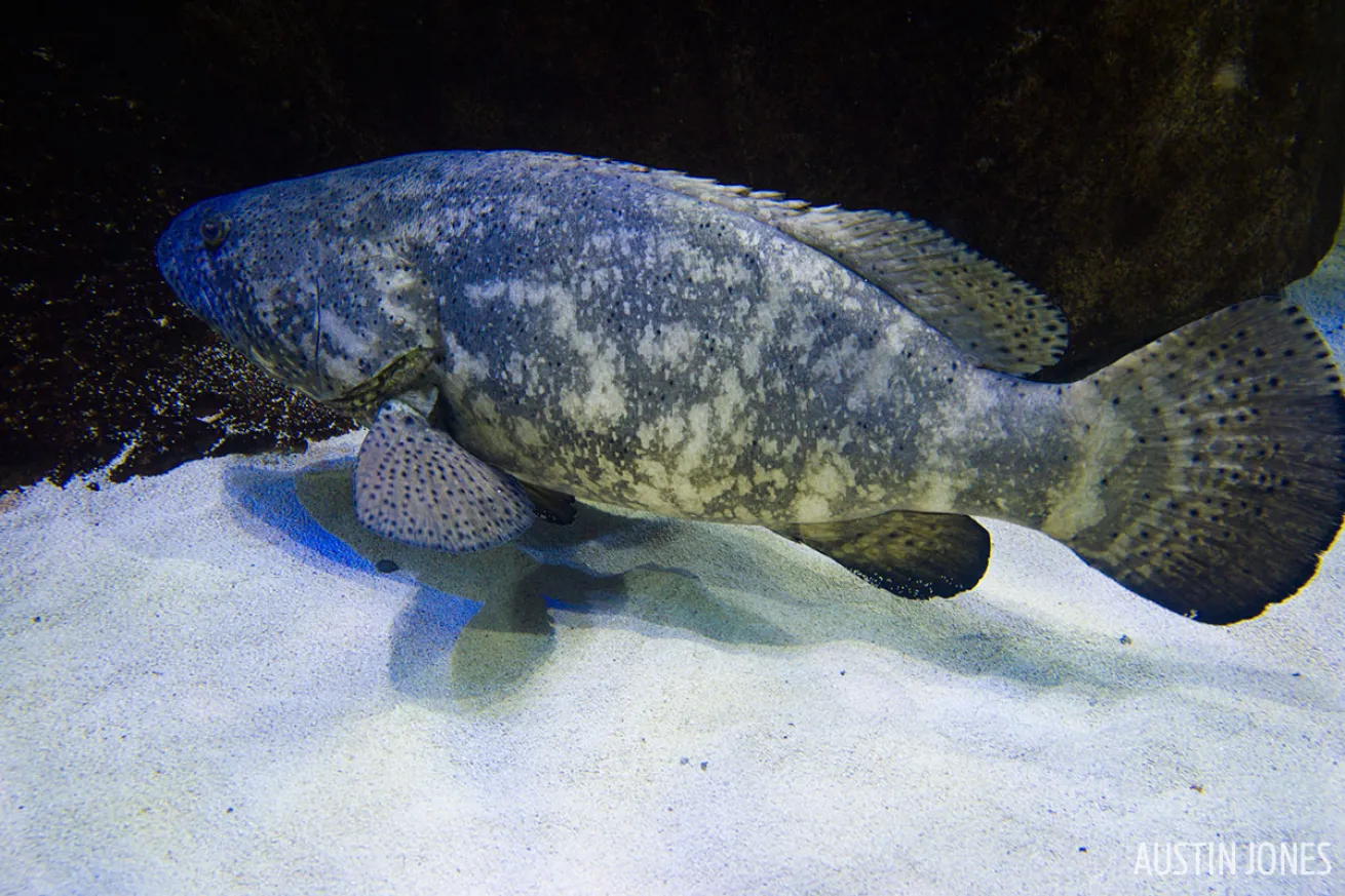 Goliath grouper underwater photography SeaLife