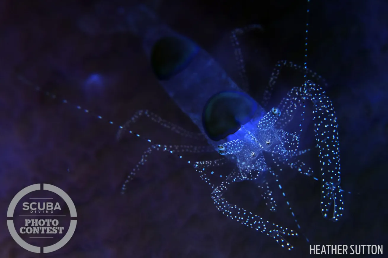 scuba diving with macro shrimp 