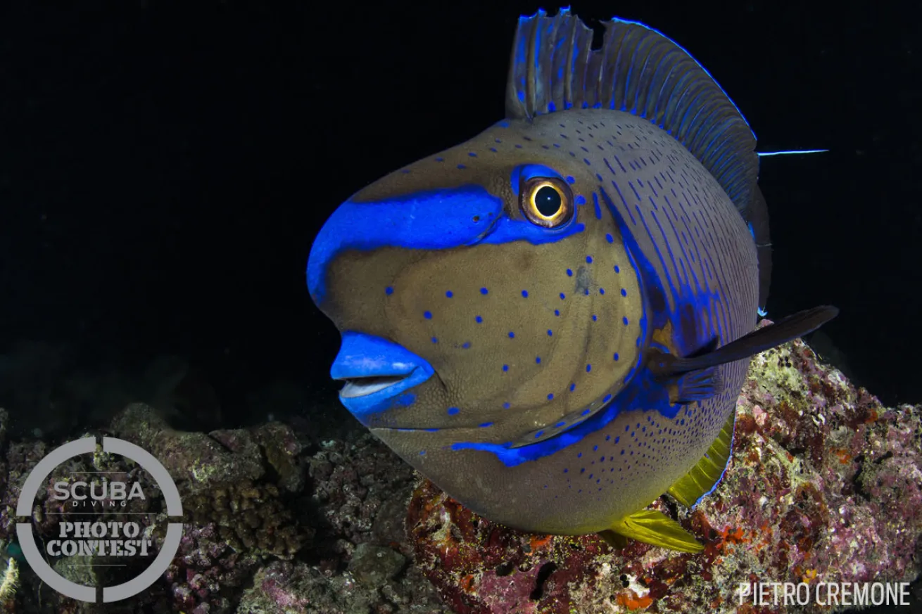 scuba diving with blue tang